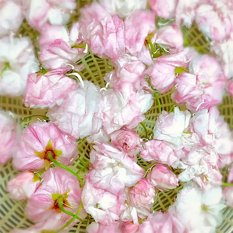 八重桜の塩漬けになります🌸|美味飯さん