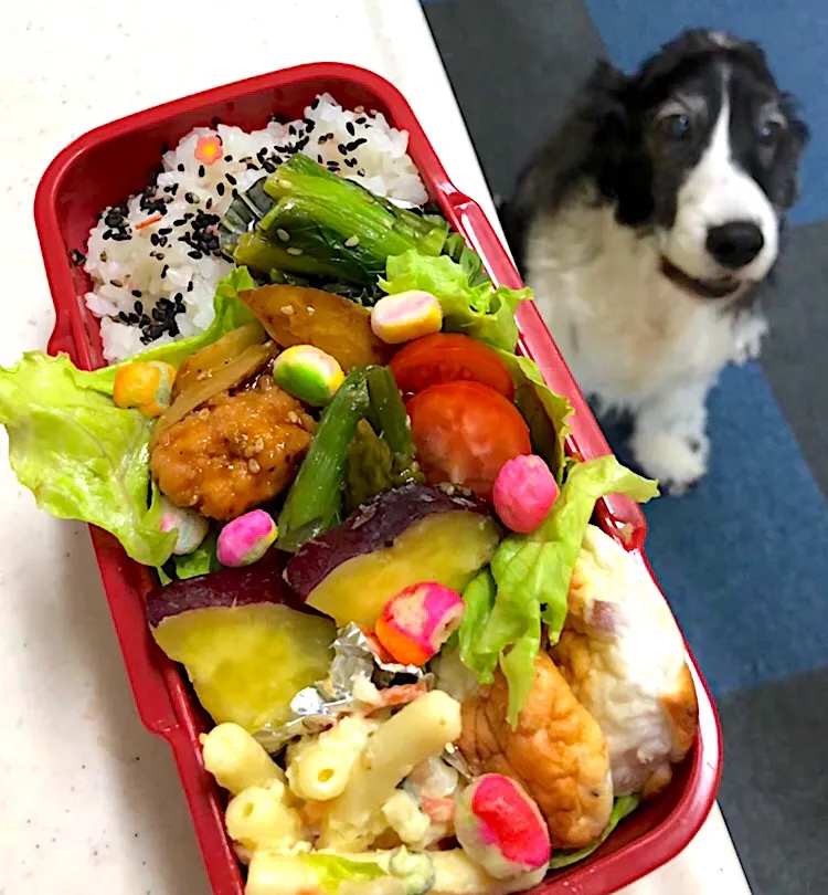 鶏肉の甘辛煮弁当🍱|cafe3733さん