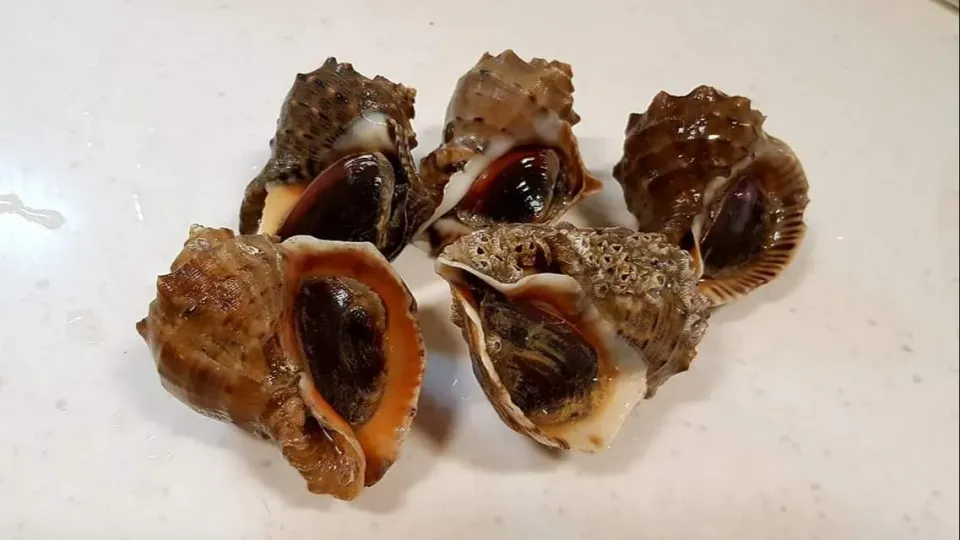 sea snails|steven z.y.さん