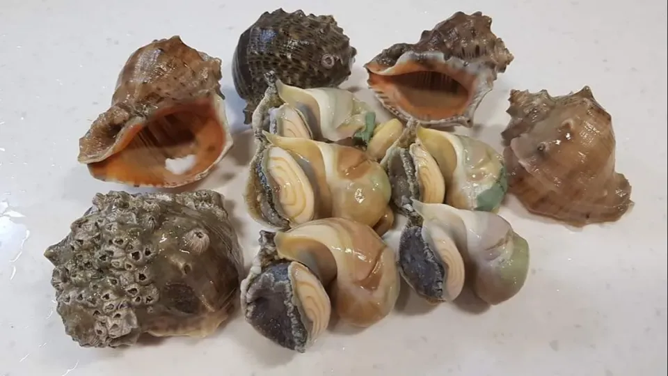 sea snails|steven z.y.さん