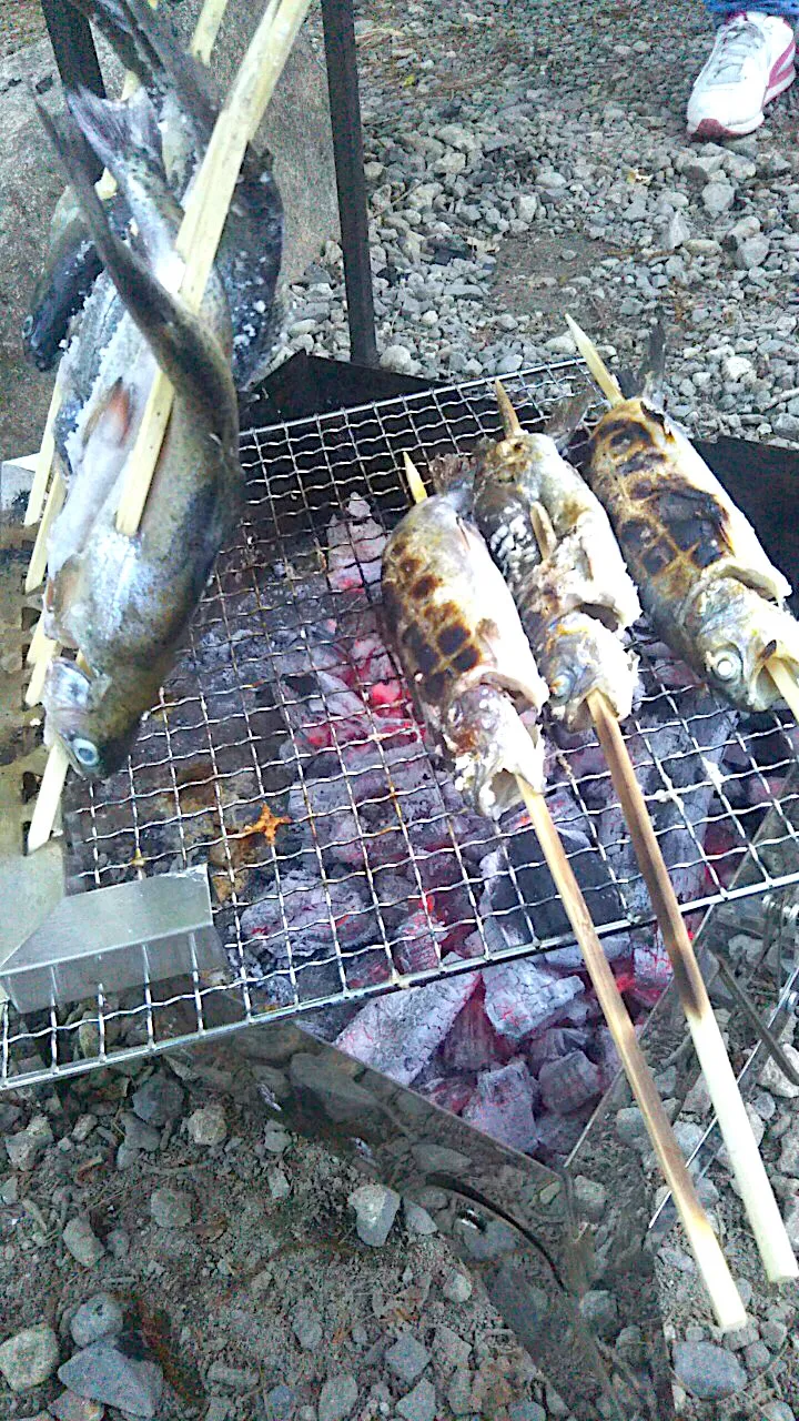 マスの塩焼き|くろあおさん