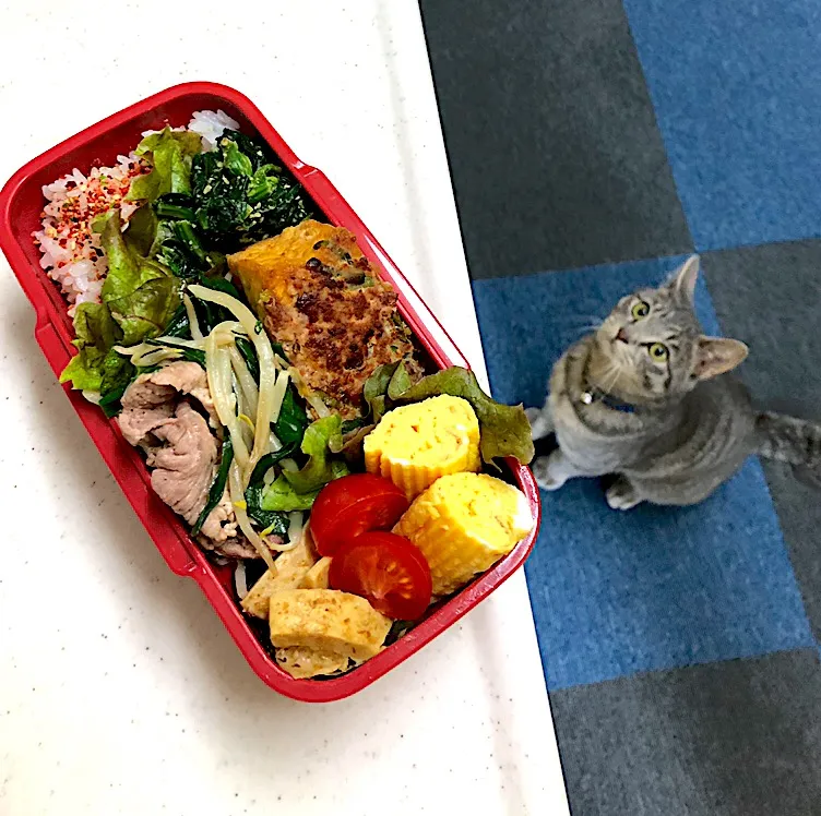 厚揚げ肉詰めオトコ気弁当🍱|cafe3733さん