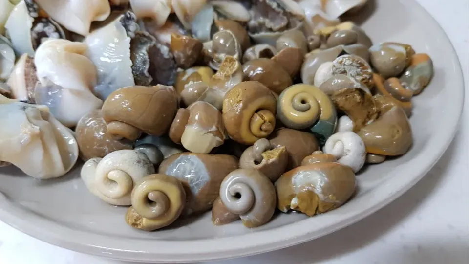 sea snails|steven z.y.さん