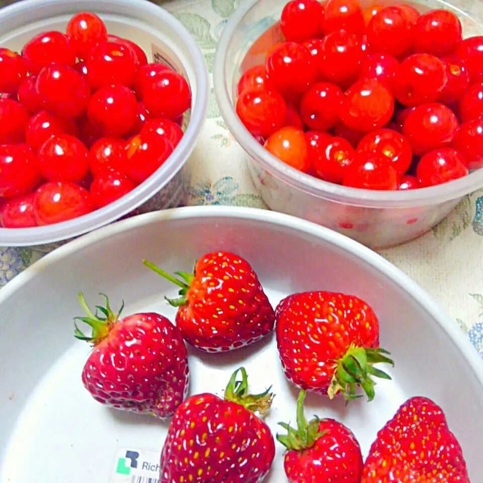 伯父さんから貰ったさくらんぼ🍒うちで採れたいちご🍓|うたかた。さん