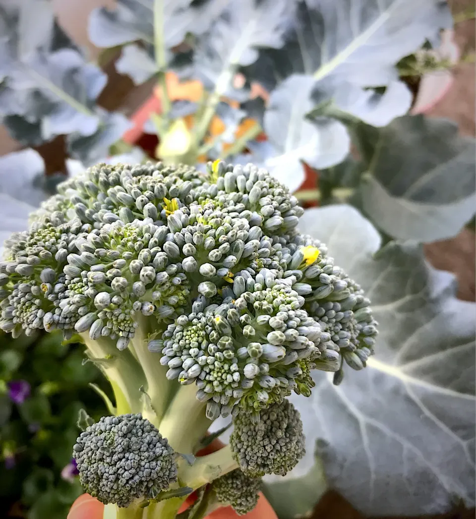 ベランダ菜園 ブロッコリー収穫🥦|シュトママさん