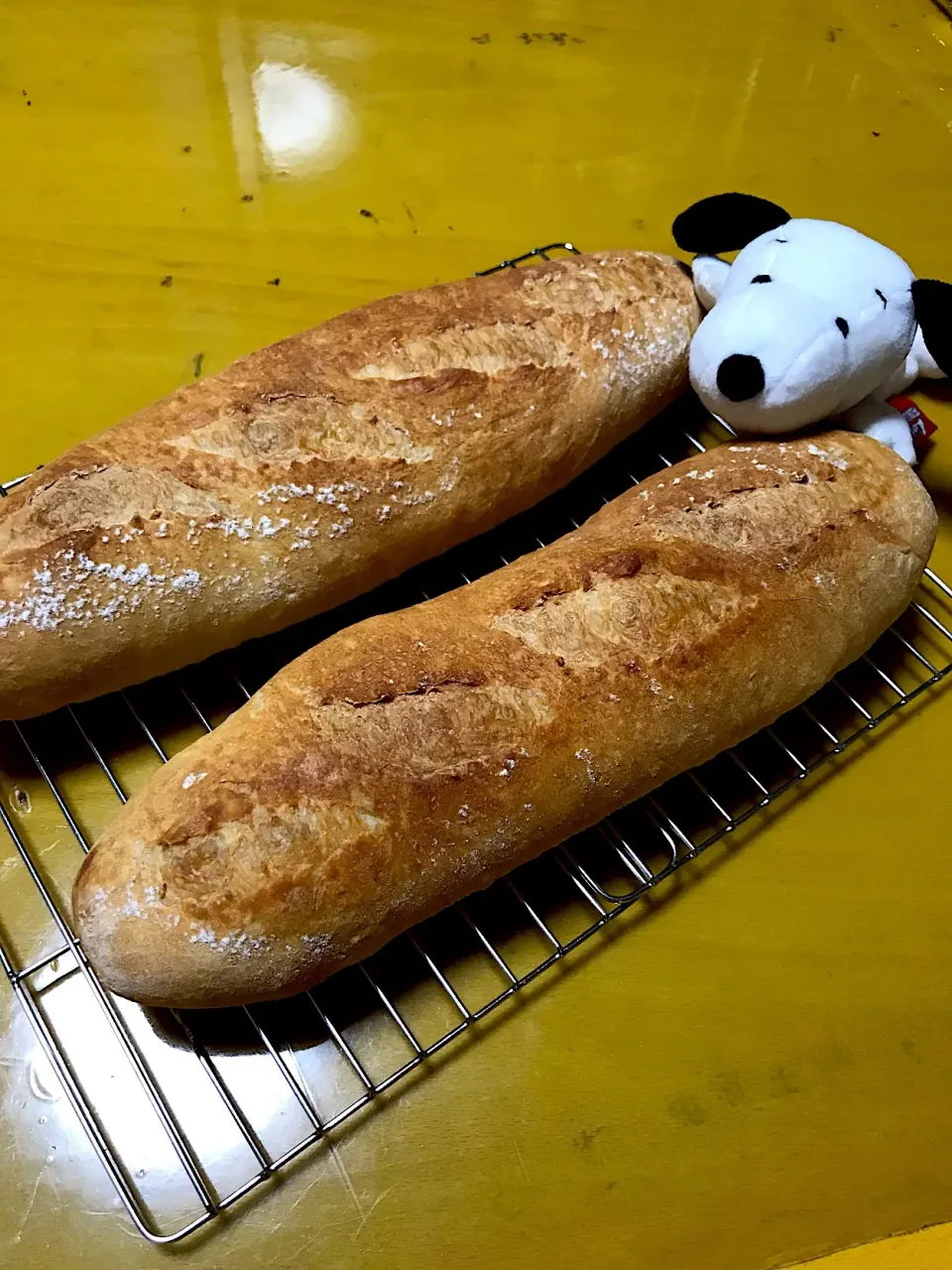 バケット修行🤣長時間低温発酵で🥖|くみぽんさん