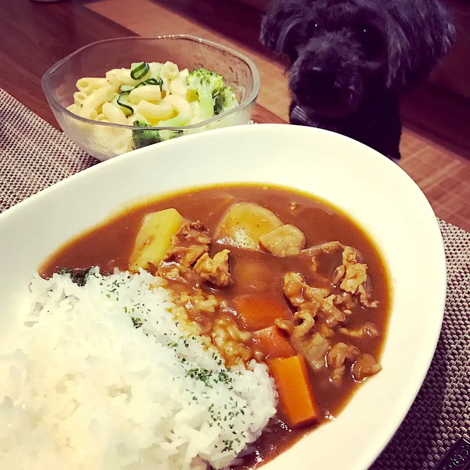 ポークカレー&マカロニサラダ
奥はブロッコリーときゅうりが食べたくて見つめるわんこ。|wedgeさん