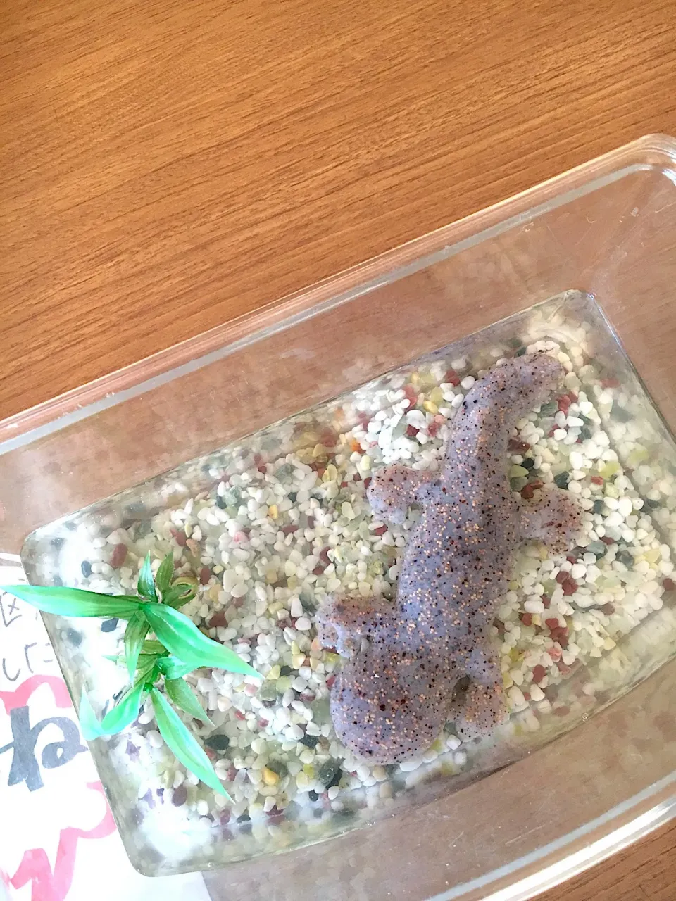 オオサンショウウオ のこんにゃく|coronchanさん