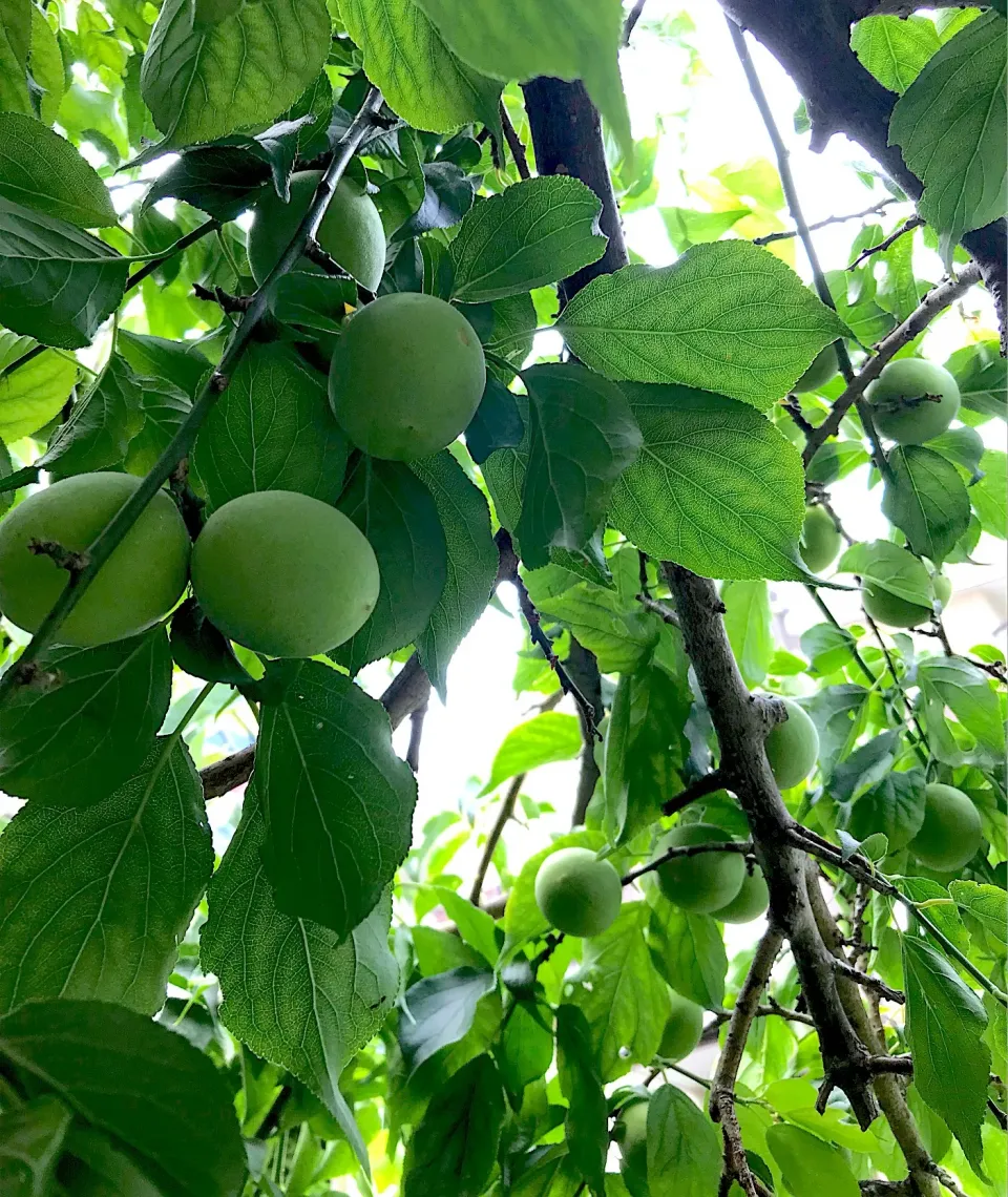 友人宅で梅もぎ|シュトママさん