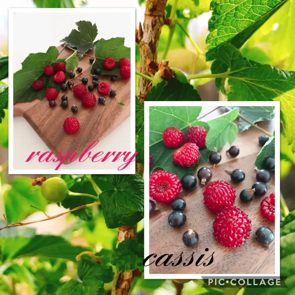 #私の畑
My Garden
raspberryとcassis|みすてりあすゆっこさん