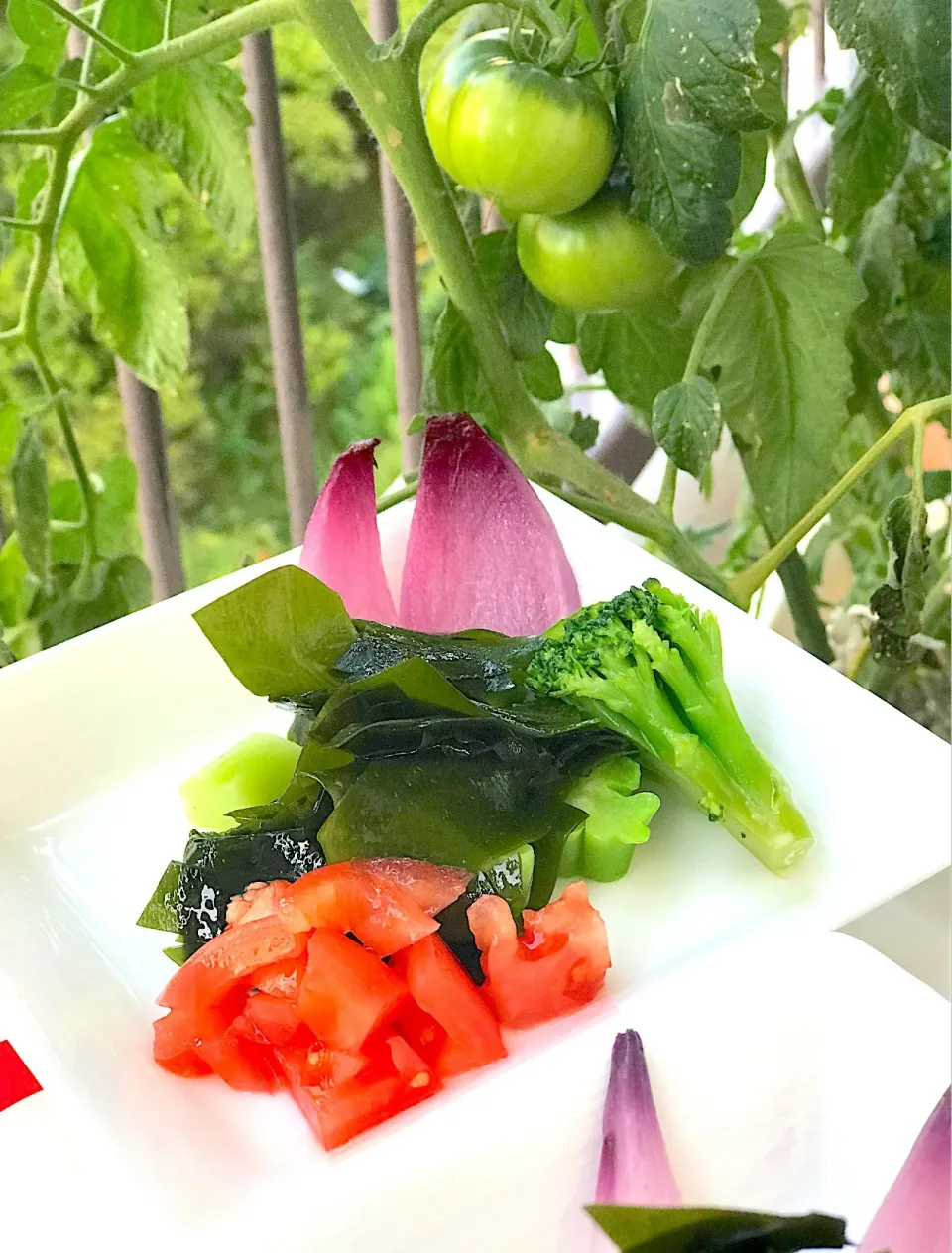 ベランダからのサラダ投稿🥗|シュトママさん