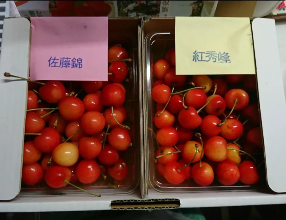 山形県の花笠果樹園のさくらんぼ🍒|しまだ ちえこさん