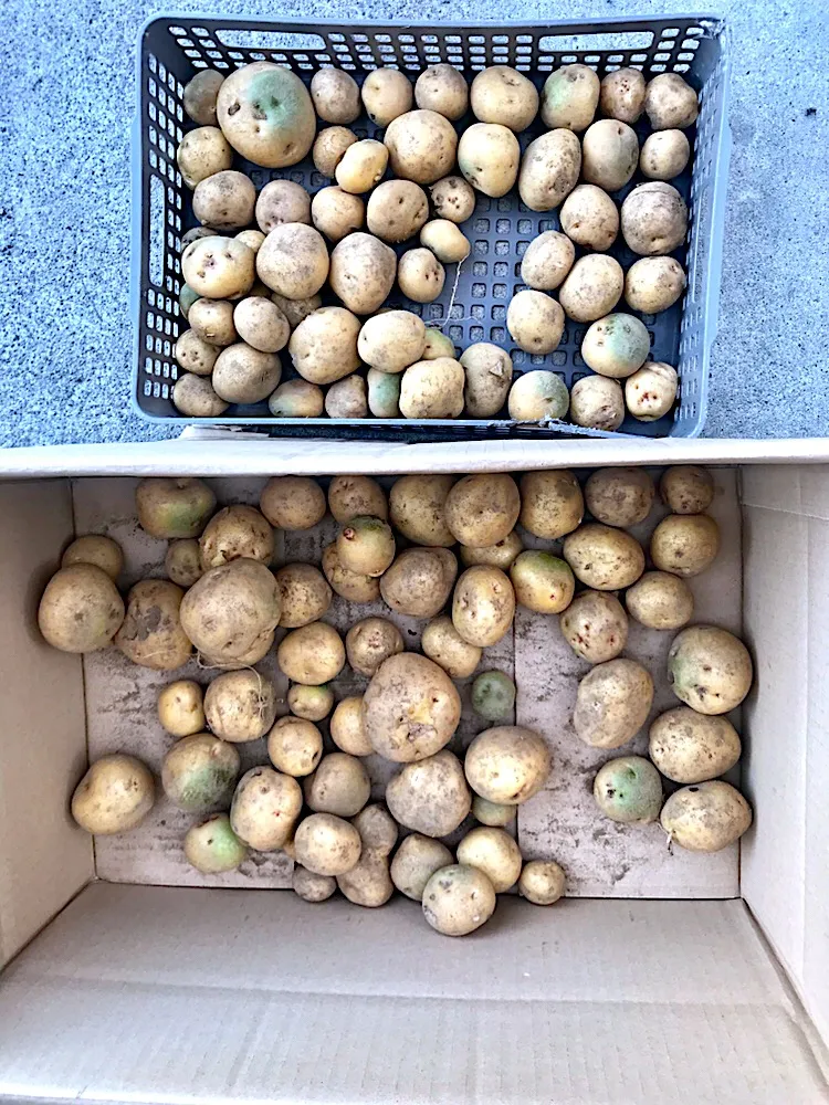 芋掘りでほったおいも🥔|みうのすけさん