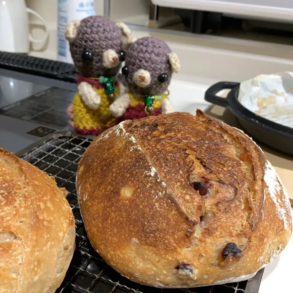 ドライフルーツ入り自家製酵母パン焼き立て（╹◡╹）|chagashiさん