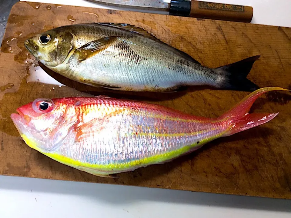 Snapdishの料理写真:梅雨イサキ🐟さんとイトヨリさん🐟さあ〜どう料理しますかね〜😻|アライさんさん