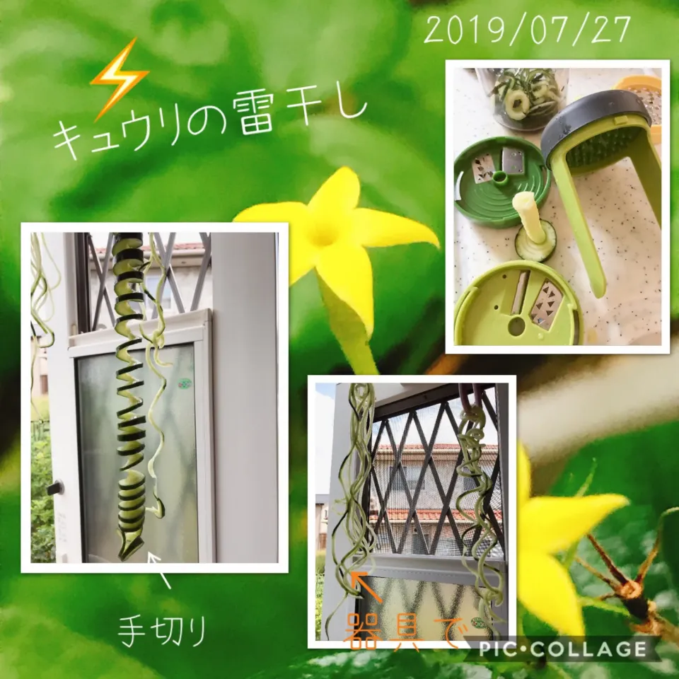 #キュウリ🥒の雷干し⚡️|みすてりあすゆっこさん