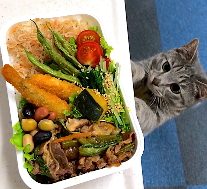 焼肉弁当🍱 福岡直送の明太子ですぞ❣️#猫とお弁当 #暑いけどお弁当で元気になるー|cafe3733さん