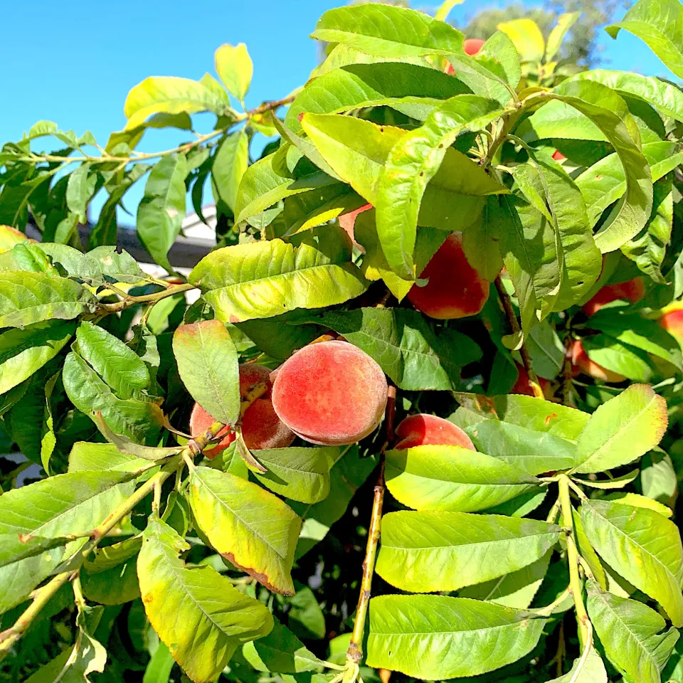 Peaches tree|🌺IAnneさん