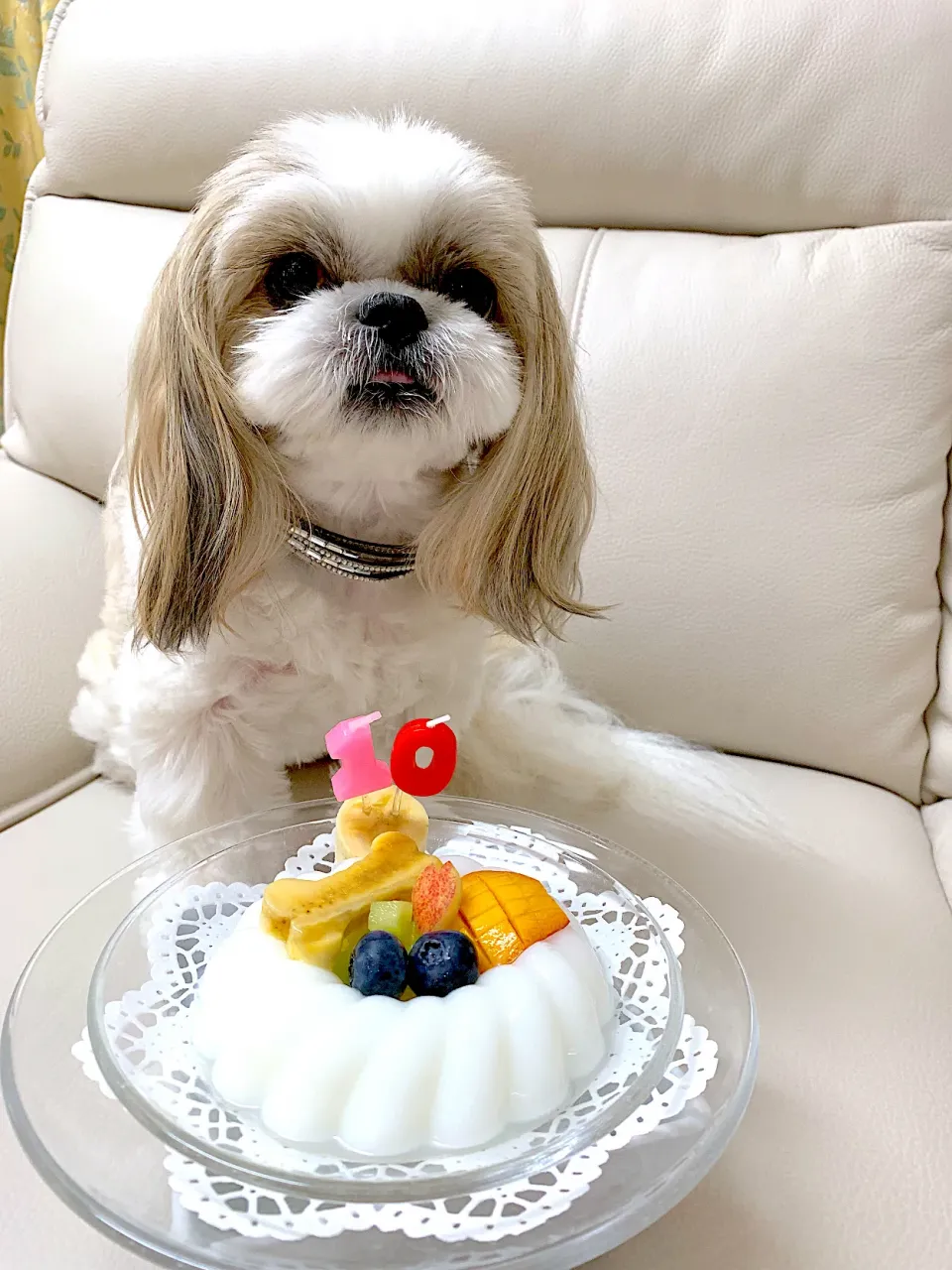 お誕生日ケーキ🎂  愛犬用|プクママさん