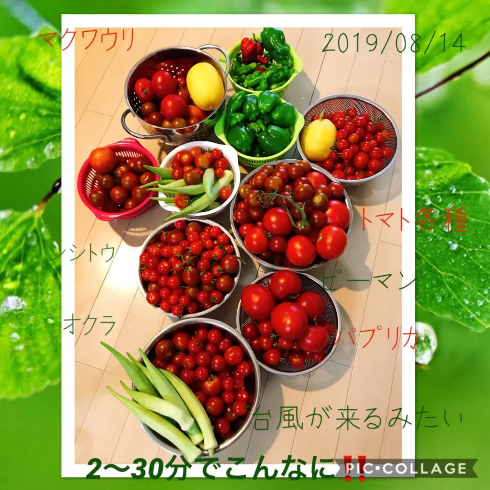 #私の畑の収穫#My vegetable garden|みすてりあすゆっこさん