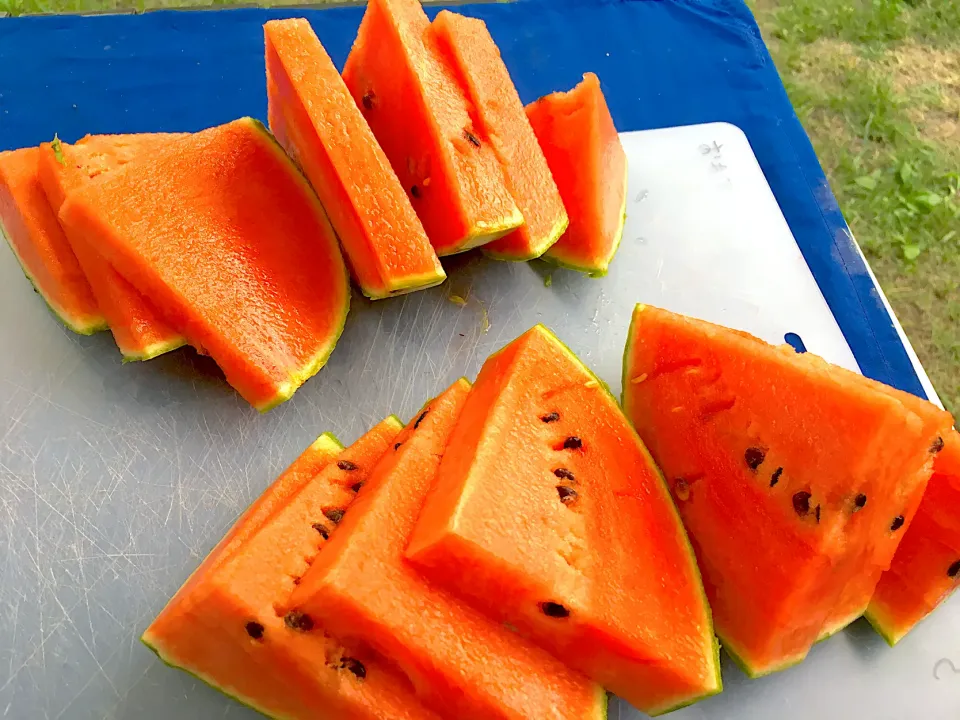 川で冷やしたスイカ🍉|にゃふてんさん