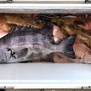 ショウサイフグのレシピと料理アイディア61件 Snapdish スナップディッシュ