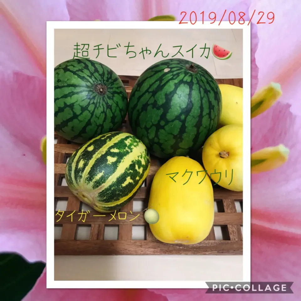 #ちっちゃなスイカ🍉#タイガーメロン(初)#マクワウリ|みすてりあすゆっこさん