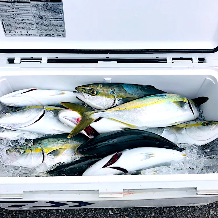 今日はメジロ祭り🐟|まろんさん