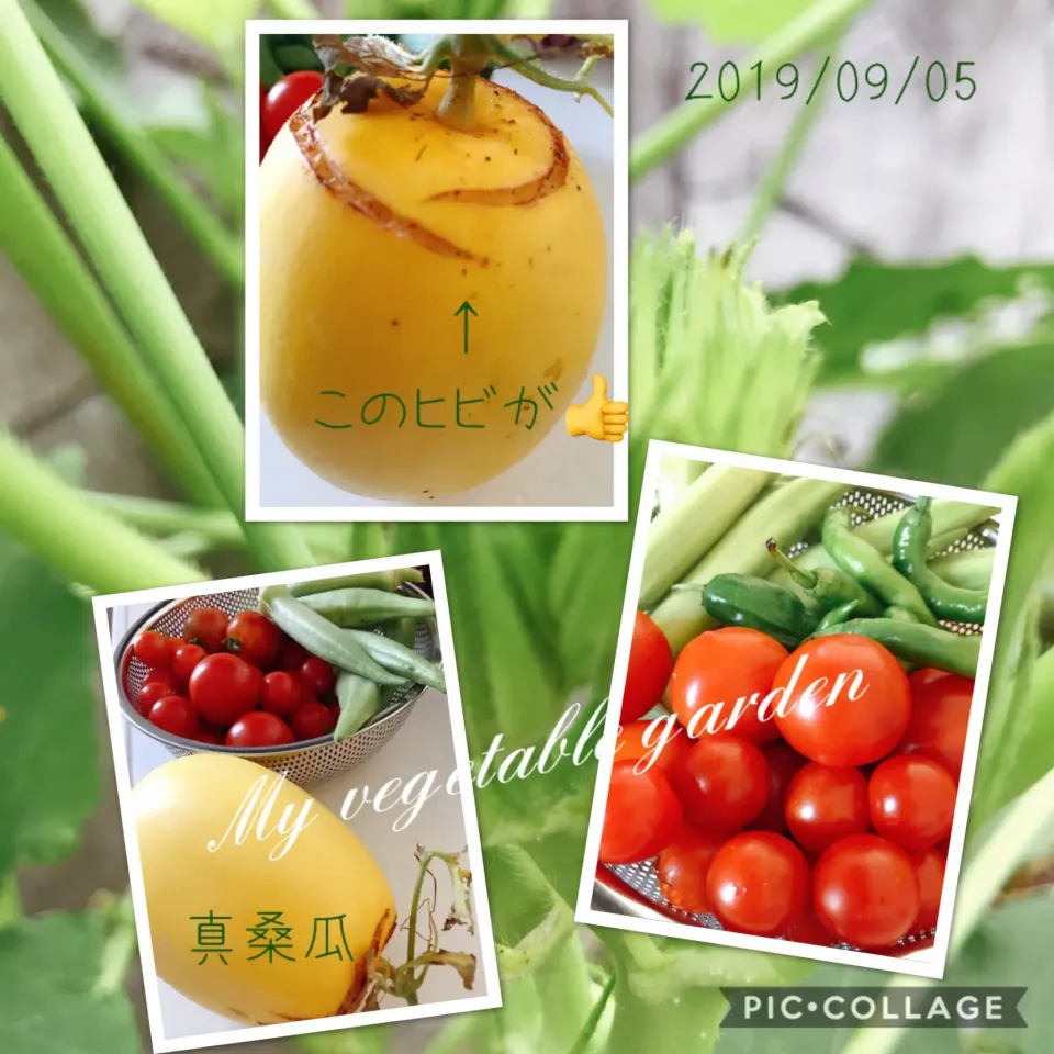 #私の畑#My vegetable garden|みすてりあすゆっこさん