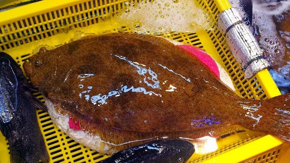 flounder and rock fish|steven z.y.さん