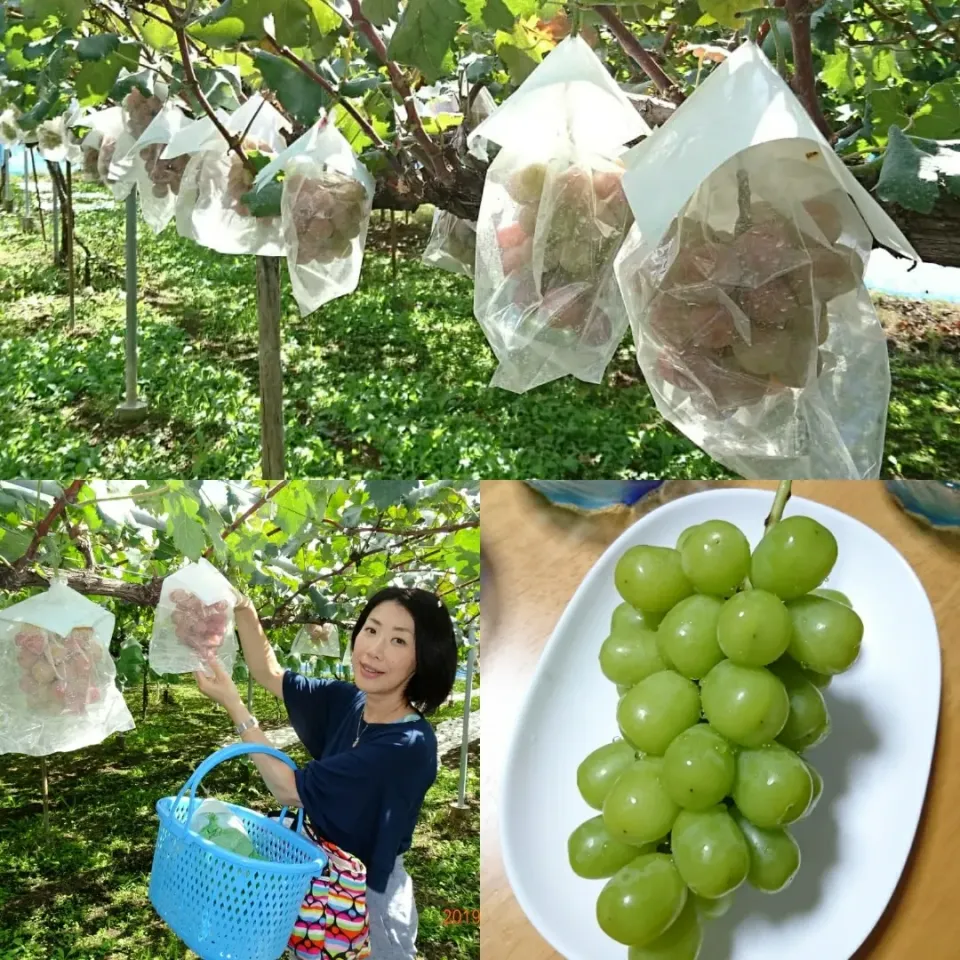 ぶどう狩り🍇|しまだ ちえこさん