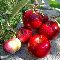 Snapdishの料理写真:Apples from our back yard.                裏庭のリンゴの木から、小さいけどとっても美味しかった。|mariko cさん