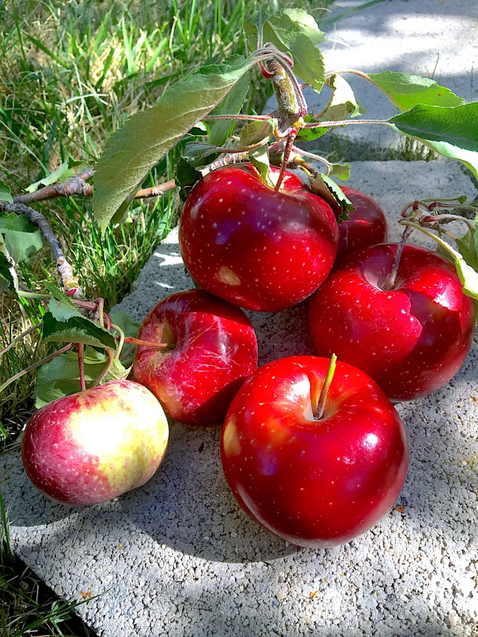 Snapdishの料理写真:Apples from our back yard.                裏庭のリンゴの木から、小さいけどとっても美味しかった。|mariko cさん