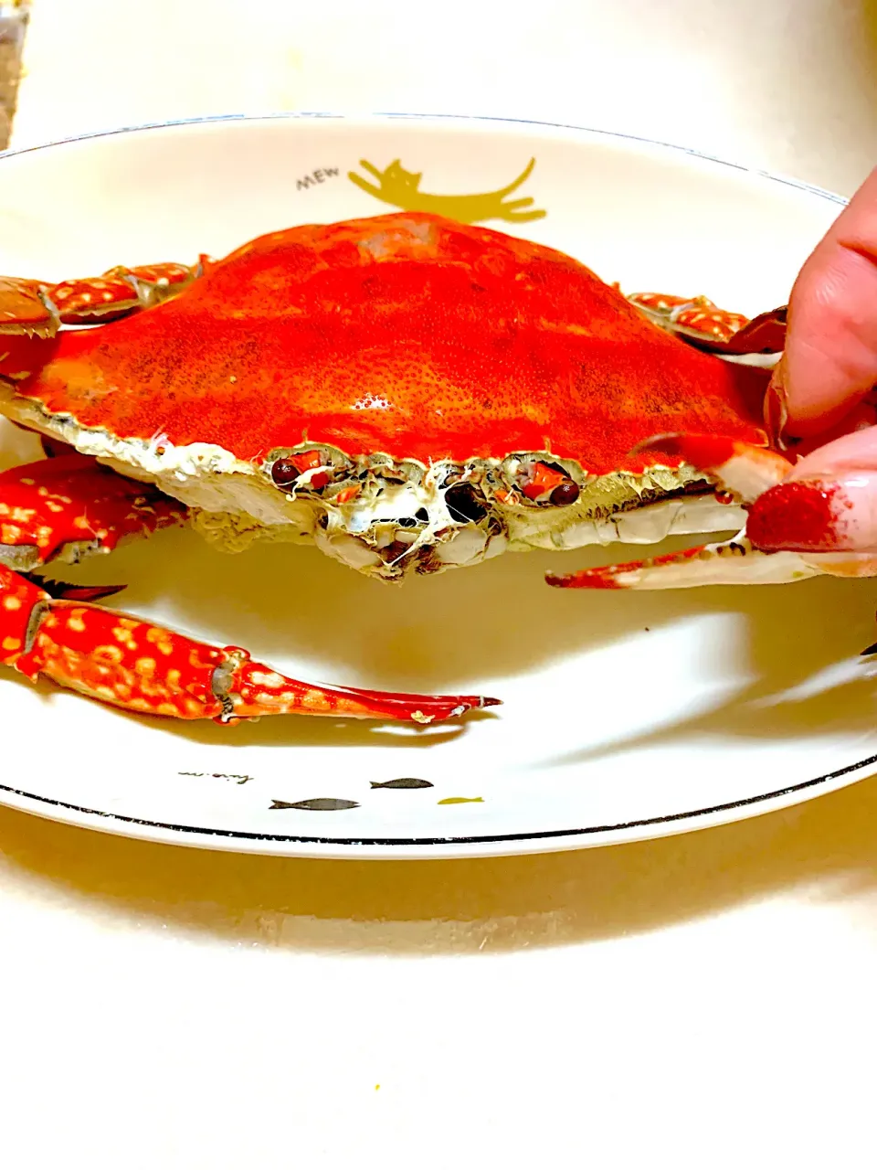 湯がきたてのワタリガニ🦀|パオパオあつこさん