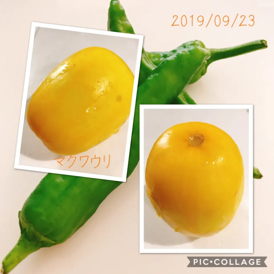 Snapdishの料理写真:#マクワウリ#今年最終夏野菜の収穫|みすてりあすゆっこさん