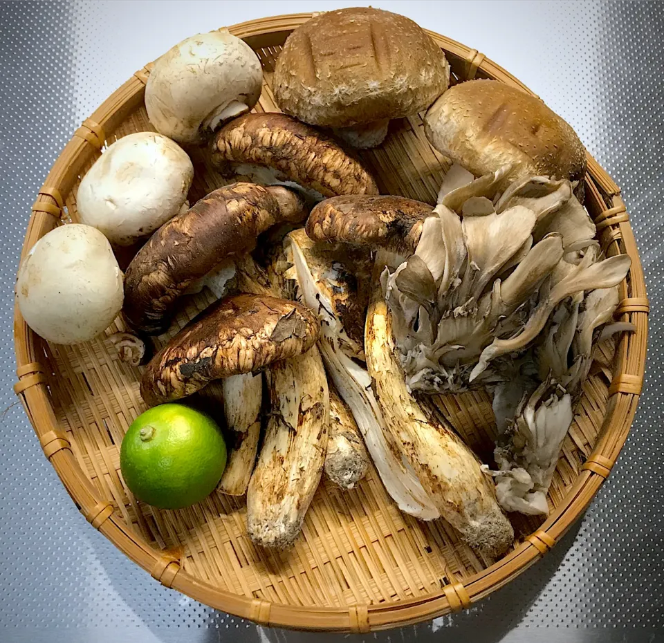 菌之中王松茸と雑菌達です🍄|にゃあ（芸名）さん