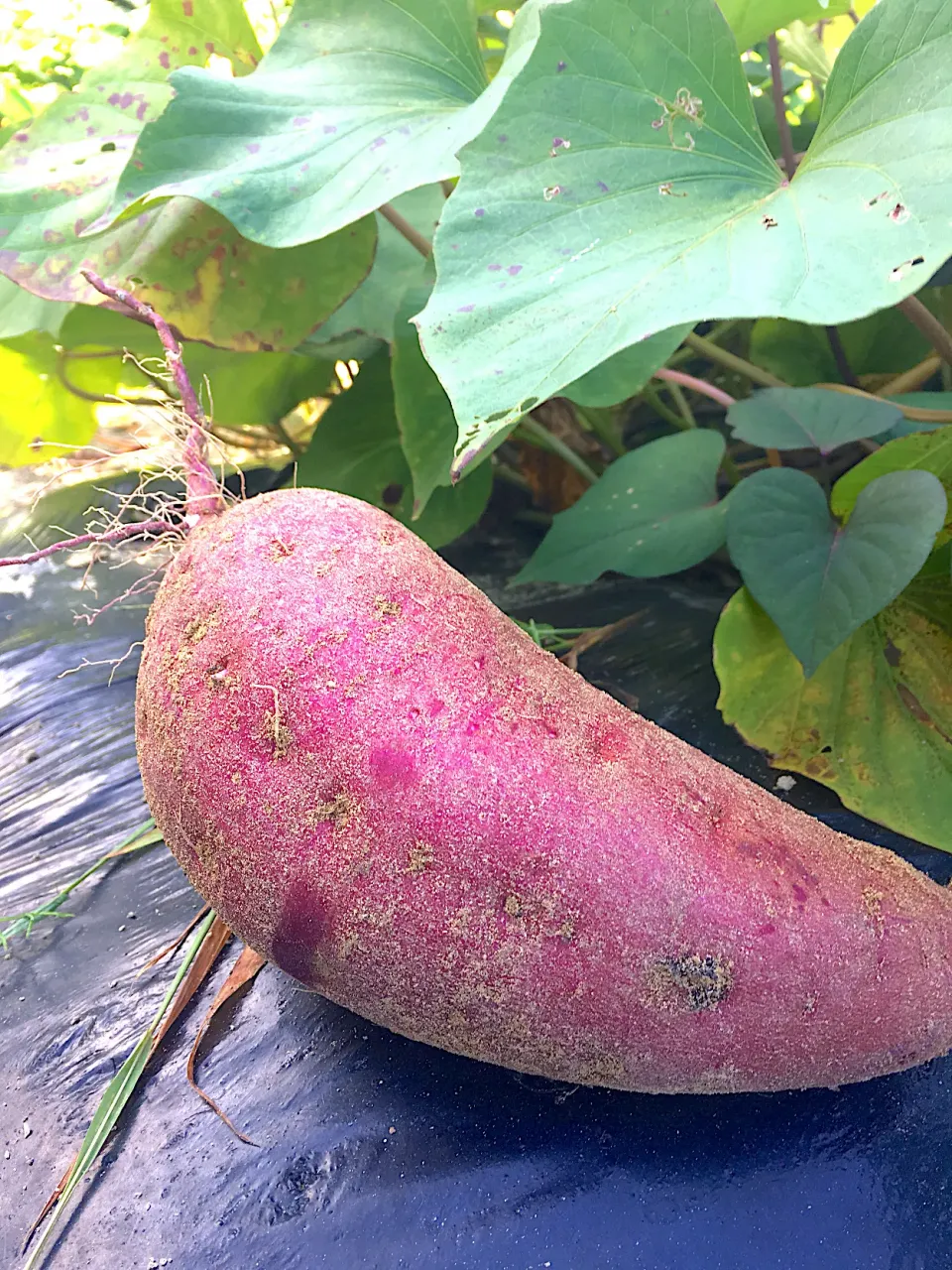 Snapdishの料理写真:恒例のお芋堀りに来ました〜🎵しばらく寝かせてからスイートポテトや天麩羅、大学芋になります😻|さくたえさん