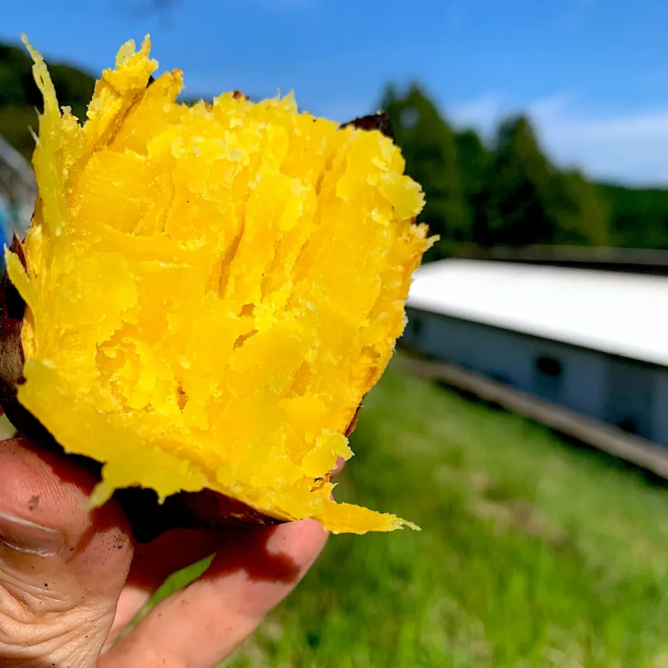 収穫祭で買った焼き芋🍠　人生で1番美味しいと感じた🤣　100円也|美味飯さん