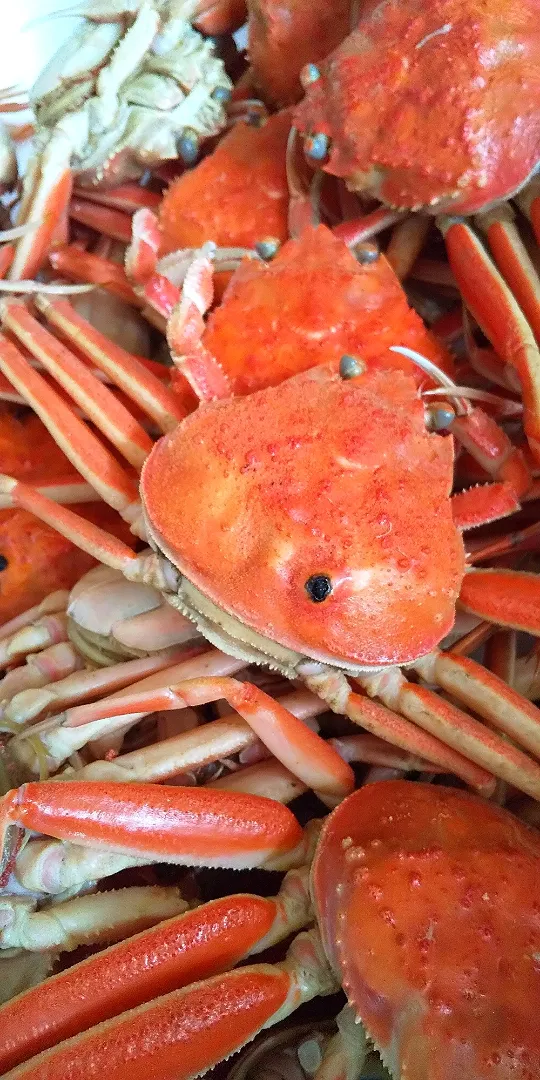 赤い宝石🦀香箱カニ|さくらんぼさん