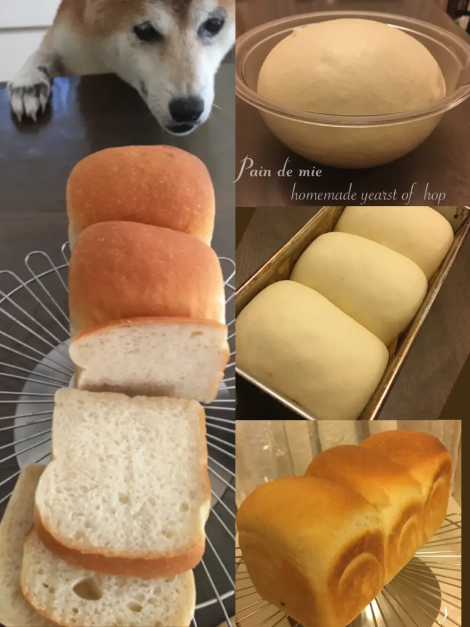 種つぎホップ種 de 山食🍞ふたたび〜                                                  タロさん🐕狙ってます^^;|yucca@さん