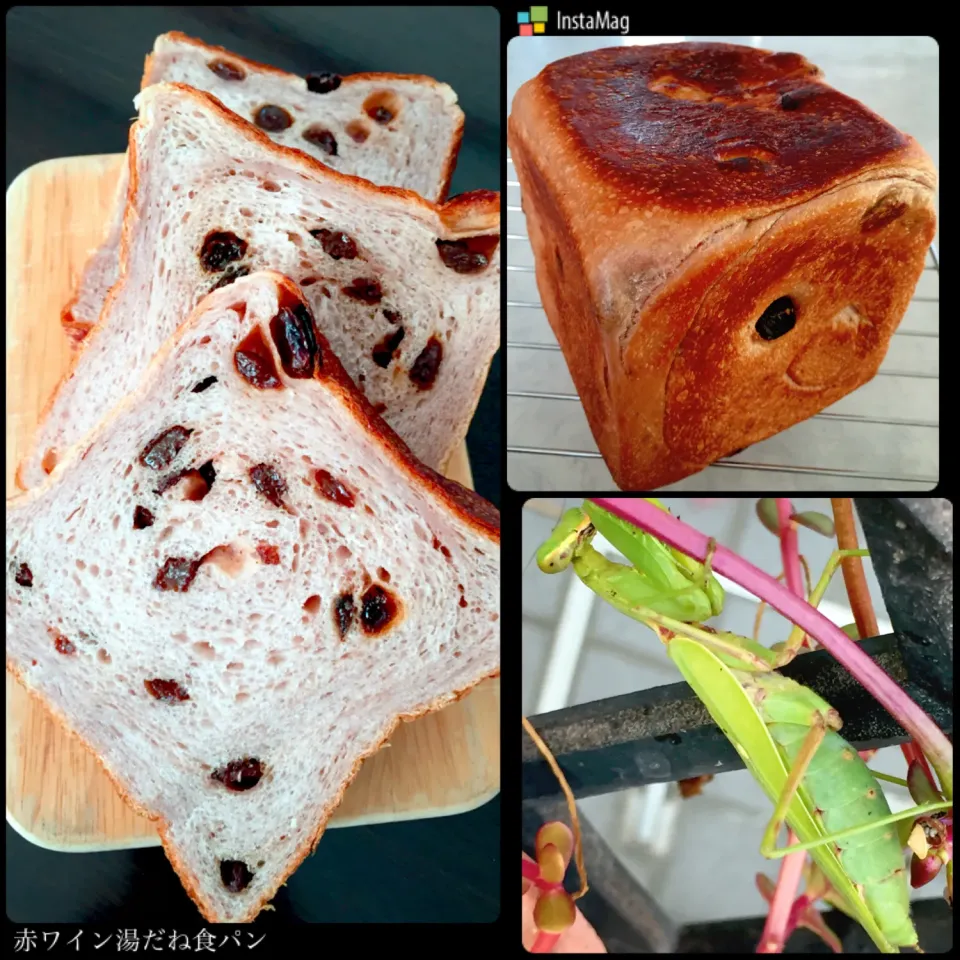 Snapdishの料理写真:赤ワインの湯種食パン🍇|じゅごんさん