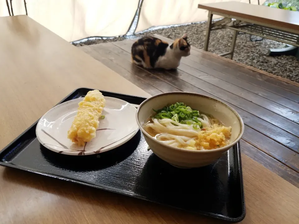 本場 四国香川にてうどん巡り😋|masaki .fさん