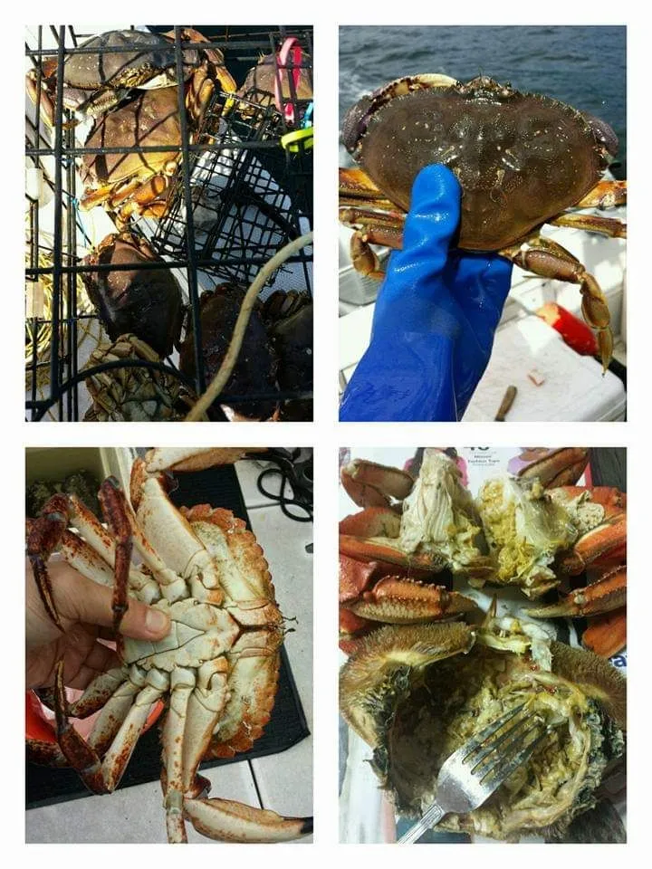 Dungeness crab - catch and cook|steven z.y.さん