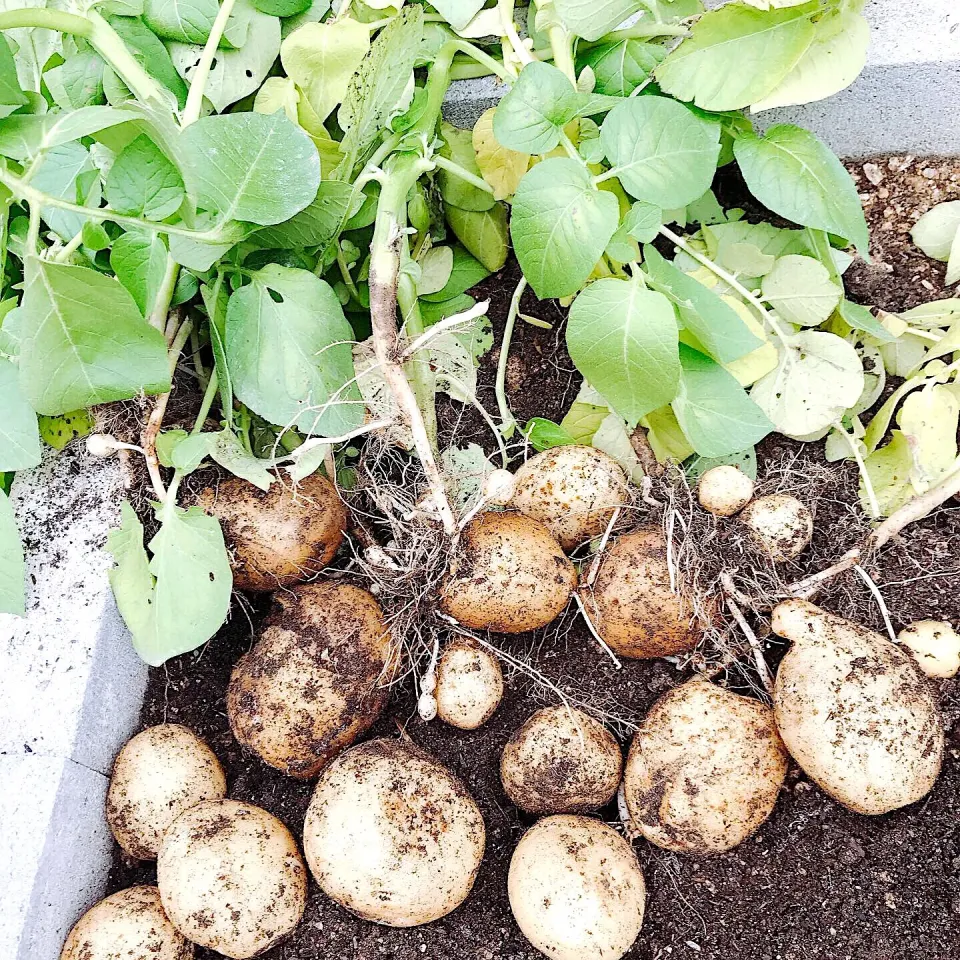 家庭菜園のジャガイモ🥔を収穫しました☺️|めぐぐさん