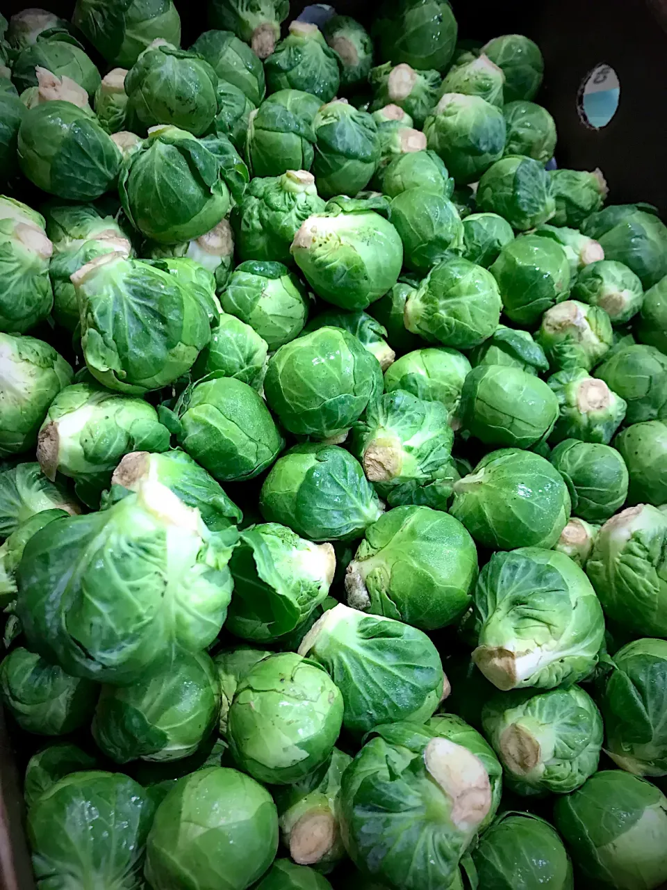 brussels sprouts|hweeyhさん