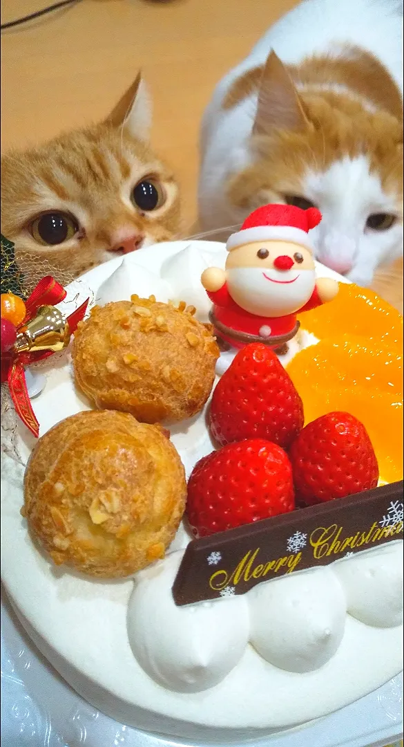 山中温泉マグノリさんのケーキ🍓
良い香りに誘われて集合😸|さくらんぼさん