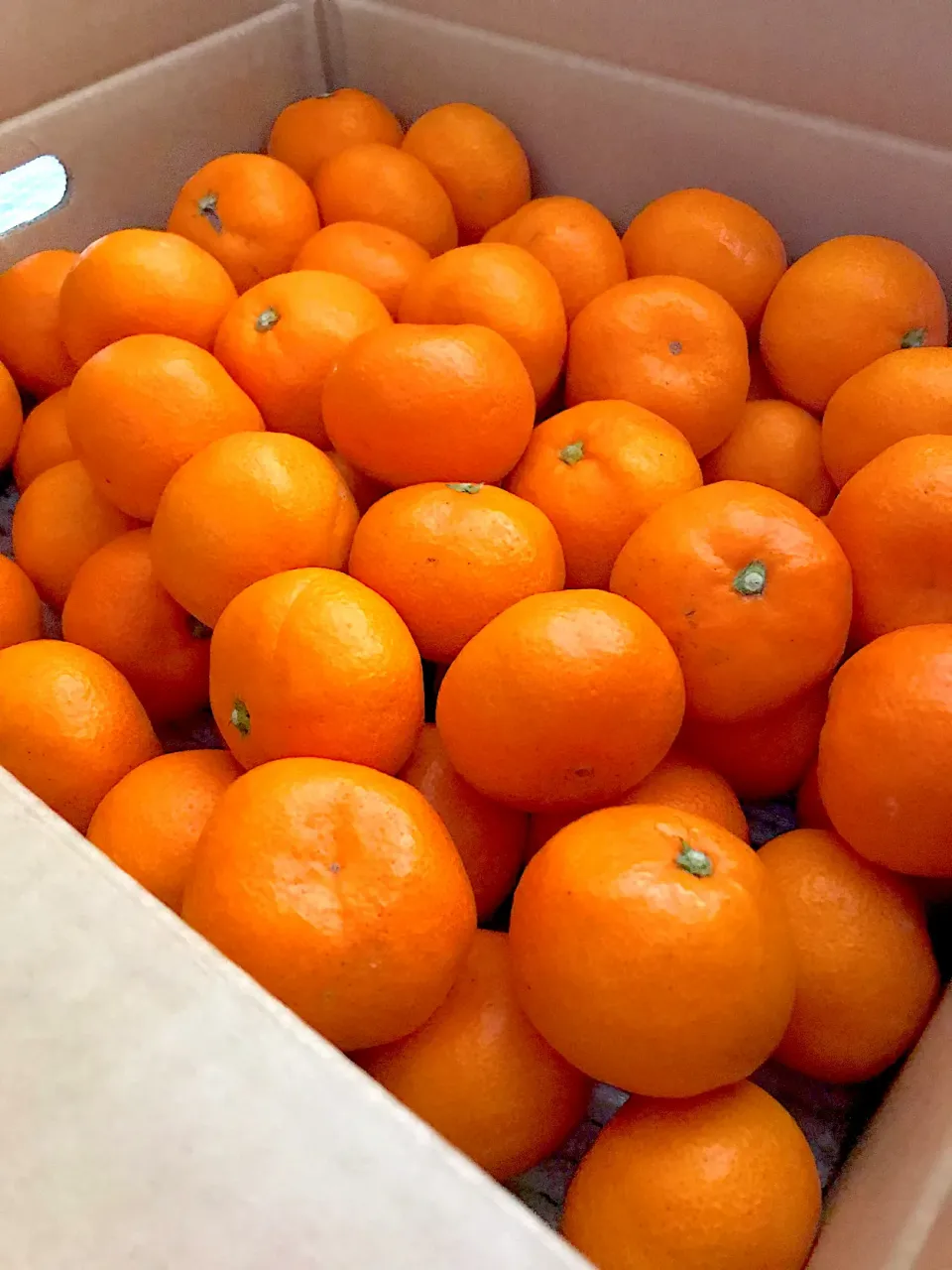 福袋に5kgのみかん🍊丸ごとみかんシロップ漬けに|シュトママさん