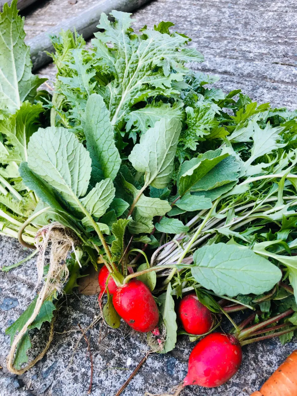 自分で育てたお野菜|kahkiさん