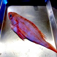 ノドグロを唐揚げに