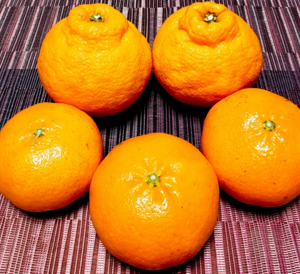 ご近所さんからの頂き物🍊
愛媛の
甘平(かんぺい)
デコポン|yukaringoさん